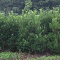 湖南法國冬青價格-法國冬青新聞產(chǎn)品首選湖南花木基地