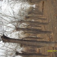 2012秋季苗木銷售絲棉木,國槐,五角楓