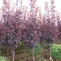 供應(yīng)苗木：黃金樹，青扦葉杉，紫葉稠李。