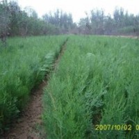 大量出售側(cè)柏