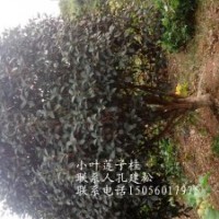 供應(yīng)小葉蓮子金桂