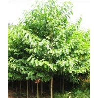 出售五角楓苗，國槐苗，白蠟苗，紫葉李苗。