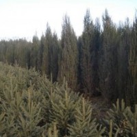 赤峰綠化苗木沈陽檜柏