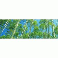 山東集寧白蠟價格-山東濟寧鵬程苗木