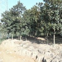 雪松廣玉蘭白玉蘭大葉女貞馬褂木蜀檜