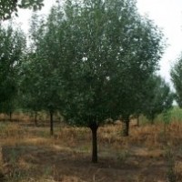 秋季熱賣八棱海棠樹13903231545