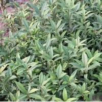 瀘州八月桂花 搖錢樹 金絲楠木 銀杏樹小苗出售