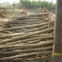 國槐圖片、圖片價(jià)格