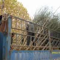 國槐、白蠟、法桐喬灌木供應(yīng)