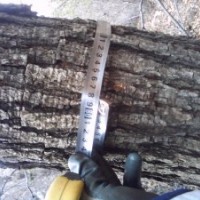 專供山貨北欒,五角楓,白蠟