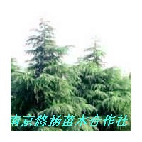 南京悠揚(yáng)苗木合作社雪松廣玉蘭，蜀檜垂柳，紫薇香樟，女貞無患子