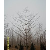低價供應(yīng)銀杏樹