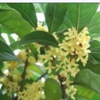 鄭州桂花樹種植技術(shù)_桂花樹的資料圖片【桂花就要發(fā)】