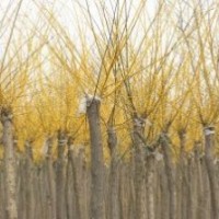 出售金枝槐400棵 金葉槐700棵 2.2迷定干兩年頭