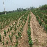 長期供應(yīng)大葉黃楊