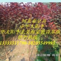 河北速生中華太陽(yáng)李