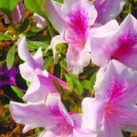 楓香價格,茶花價格,雞爪槭價格,杜鵑價格,紫荊價格表