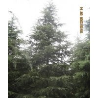 雪松報價，徑20cM雪松1600元；