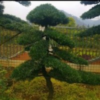 湖南綠化苗木花木羅漢松 湖南花木 湖南瀏陽四季紅苗圃苗木羅漢松