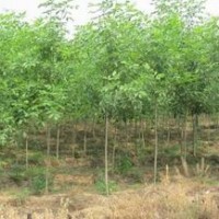 速生柳,山西速生柳,速生楊,速生白蠟,速生國槐,垂柳