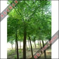 國(guó)槐價(jià)格最近報(bào)價(jià)