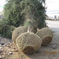 4米雪松價格，高度8米雪松1400元；