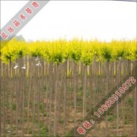 泓遠(yuǎn)綠化苗木基地出售成活率高的高接金葉榆小苗