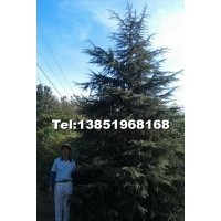 誠(chéng)信供應(yīng)【雪松】廣玉蘭 蜀檜 女真 紅葉石楠球等多種綠化苗木