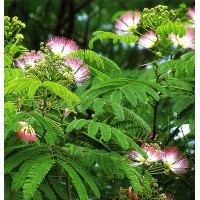 長期供應廣玉蘭、欒樹、合歡等苗木