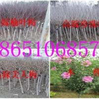 供應(yīng)：榆葉梅、珍珠梅、美人梅、木槿