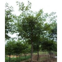 四川黃葛樹，瀘州黃葛樹，黃葛樹基地