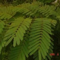 供應(yīng)合歡、重陽木、櫻花