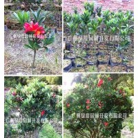 四季紅山茶 杜鵑紅山茶 樹樁