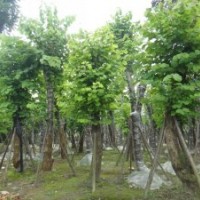 羊蹄甲 紅花羊蹄甲 成都羊蹄甲