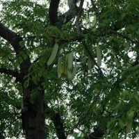 供應(yīng)皂角小苗山西皂角皂角樹皂角圖片皂角價格