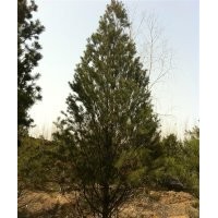 供應(yīng)山西占地白皮松，山西占地白皮松