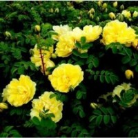 春季低價(jià)出售丁香,水蠟,紅瑞木 自家一.二.三年生播種及扦插小苗