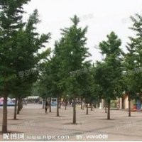 低價供應銀杏樹