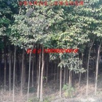 安徽大葉女貞 紅葉李 香樟 廣玉蘭