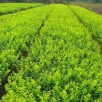 大葉女貞供應(yīng)