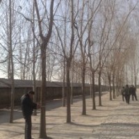 供應(yīng)15公分的黃垂柳