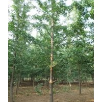 優(yōu)質(zhì)銀杏，精品銀杏