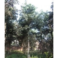 瀘州魚尾葵，魚尾葵習(xí)性，成都魚尾葵，魚尾葵風(fēng)景樹