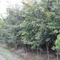 成都小葉榕供應 8-10cm