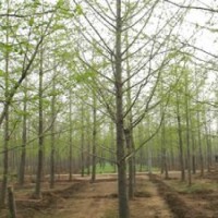 供應15公分銀杏樹