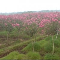 河南園林綠化苗圃基地供應(yīng)紫薇、大葉黃楊、桂花等綠化苗木