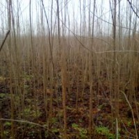 南昌縣 池杉、白楊樹、香樟樹