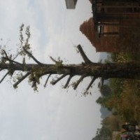 廣西銀杏供應(yīng)20~120公分銀杏樹 截枝 截桿 骨架 桂花 香樟