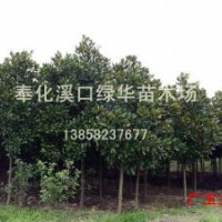 浙江寧波處理5-10公分廣玉蘭