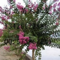 紫薇 紫薇批發(fā) 大量低價(jià)出售紫